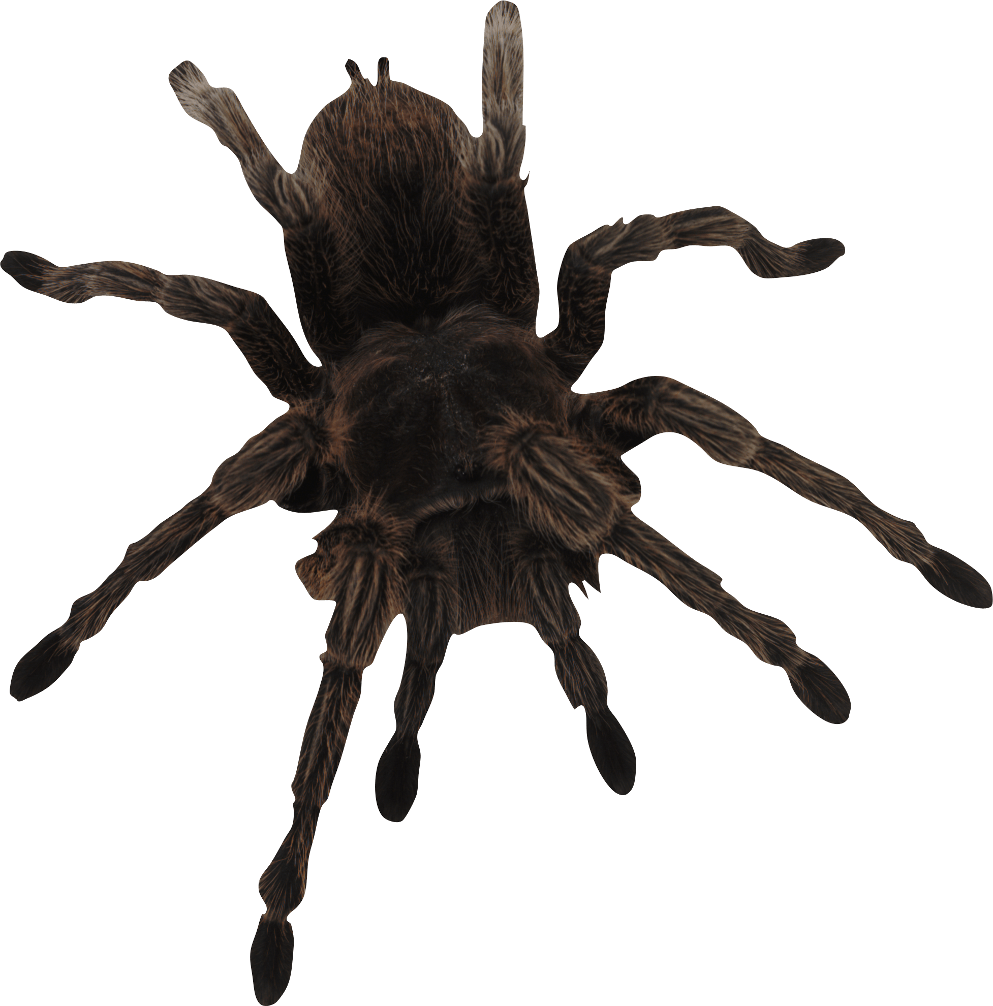 Spider Transparent PNG Image