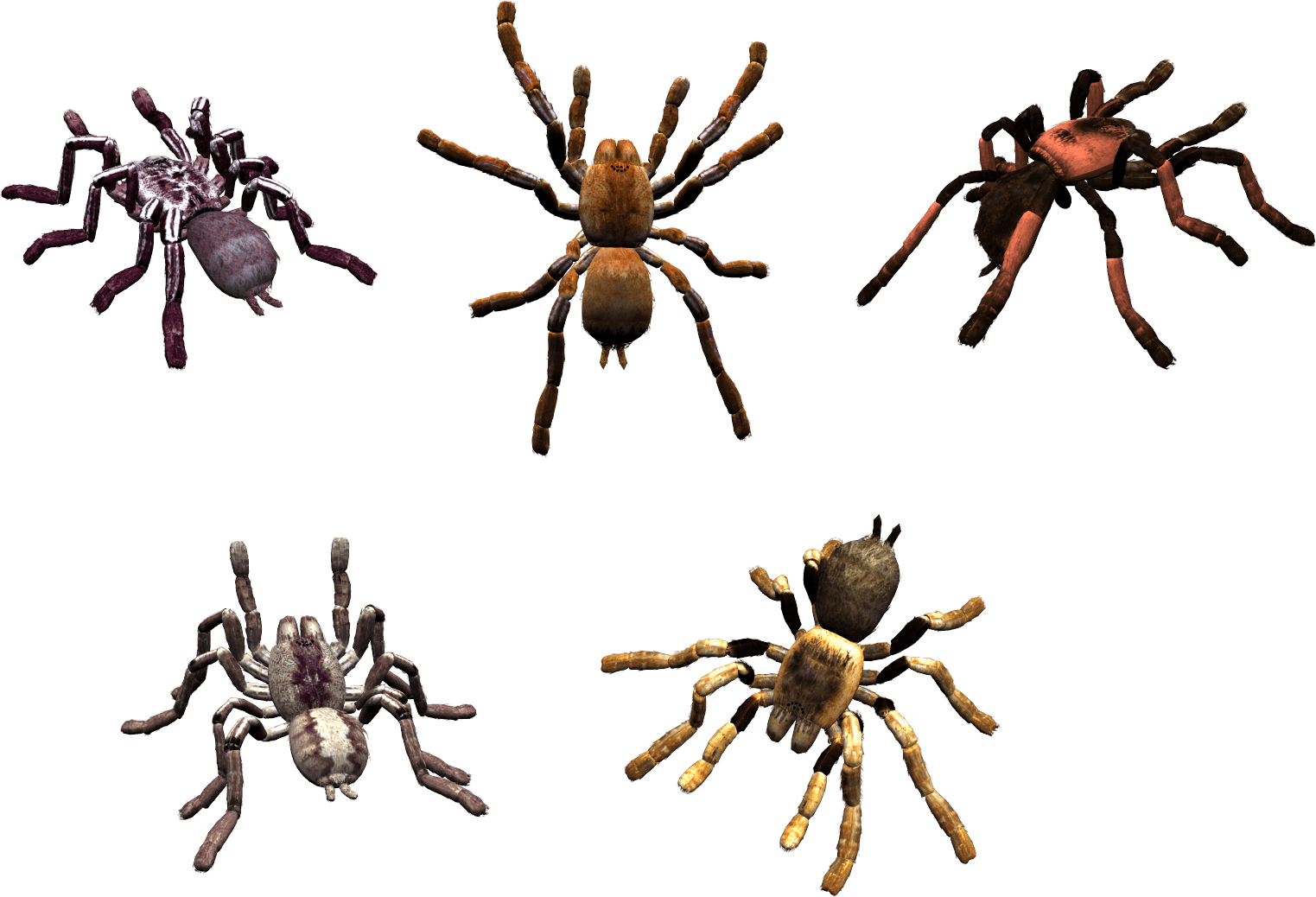 Spider Transparent PNG Image