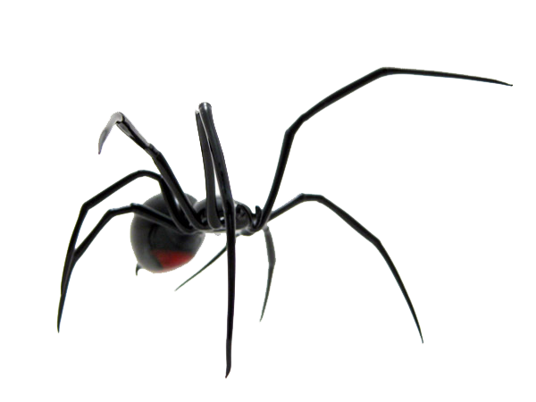 Spider Transparent PNG Image