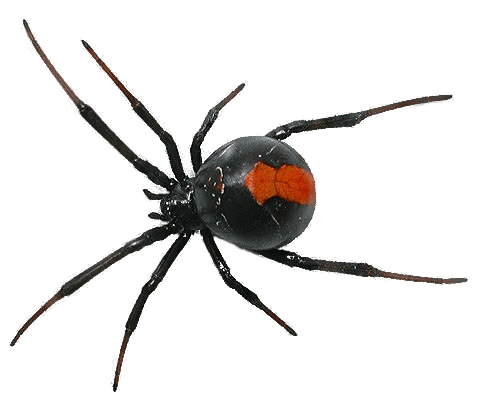 Spider Transparent PNG Image