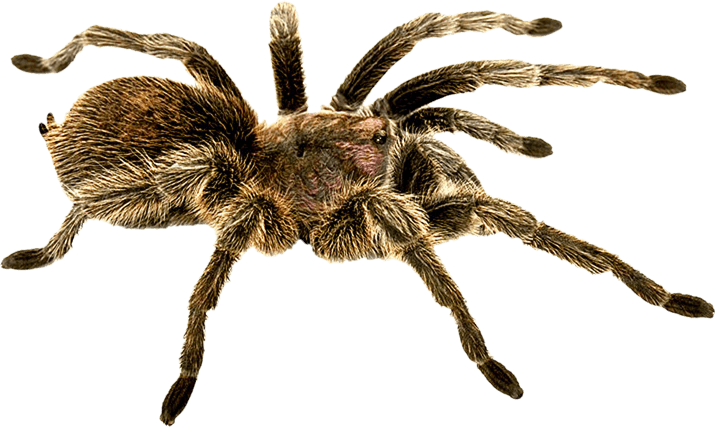 Spider Transparent PNG Image