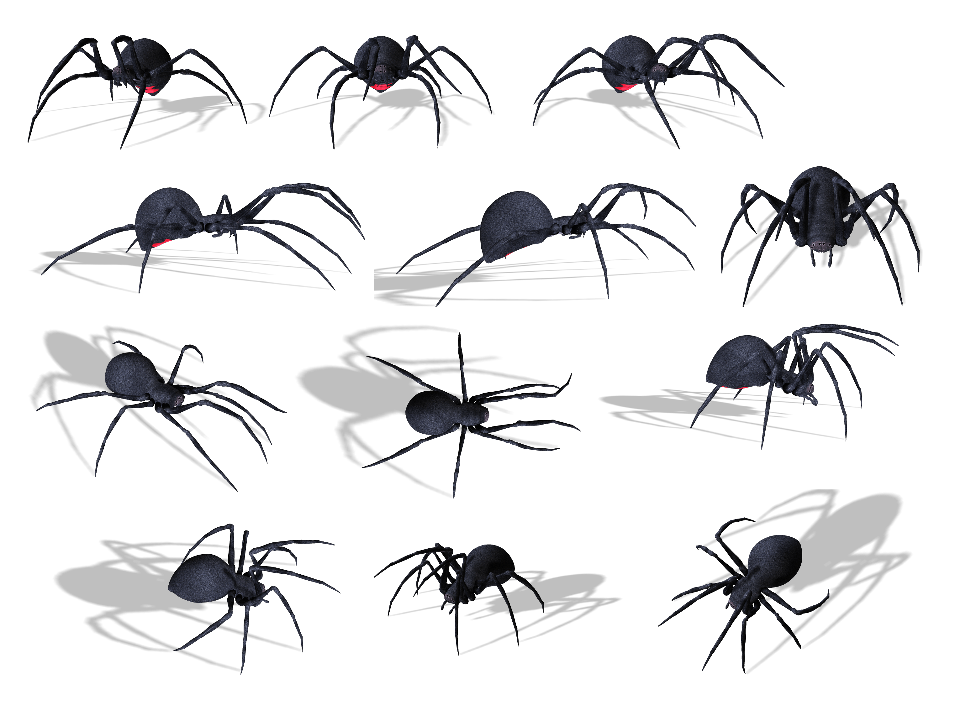 Spider Transparent PNG Image