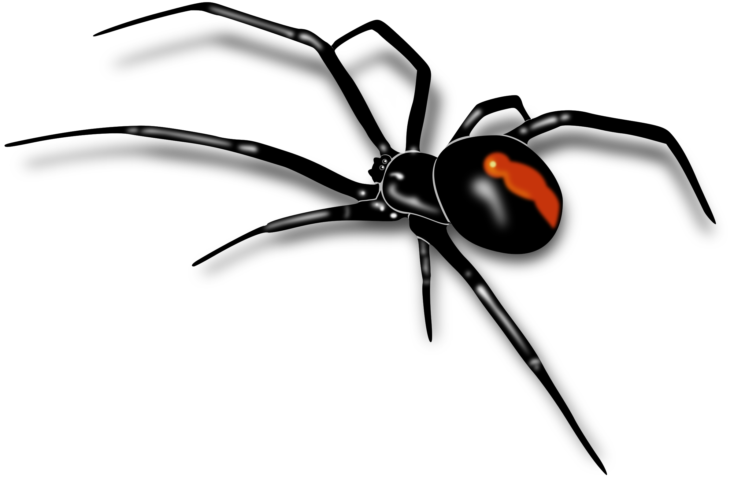 Spider Transparent PNG Image