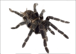 Spider Transparent PNG Image