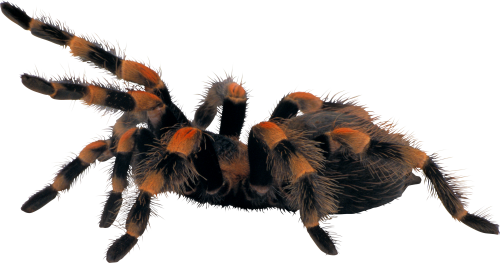 Spider Transparent PNG Image