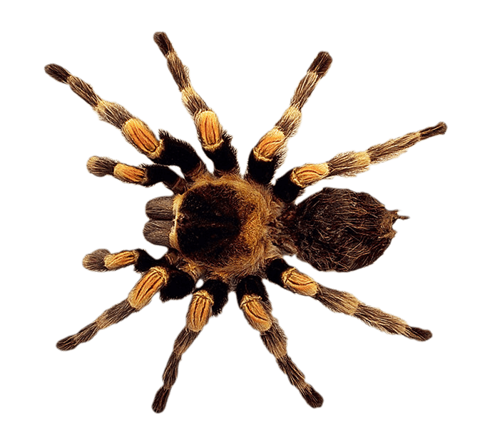 Spider Transparent PNG Image