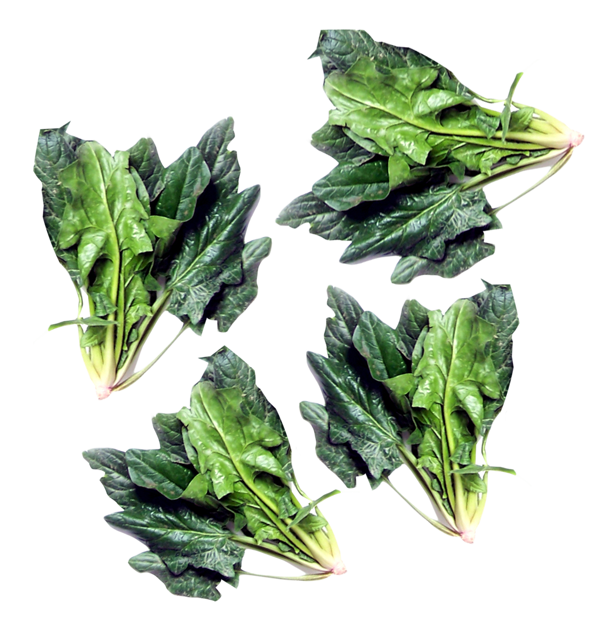 Green Spinach Transparent PNG Image