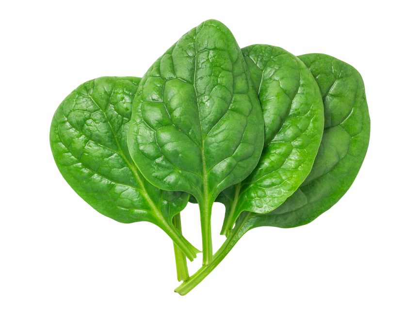 Green Spinach File Transparent PNG Image
