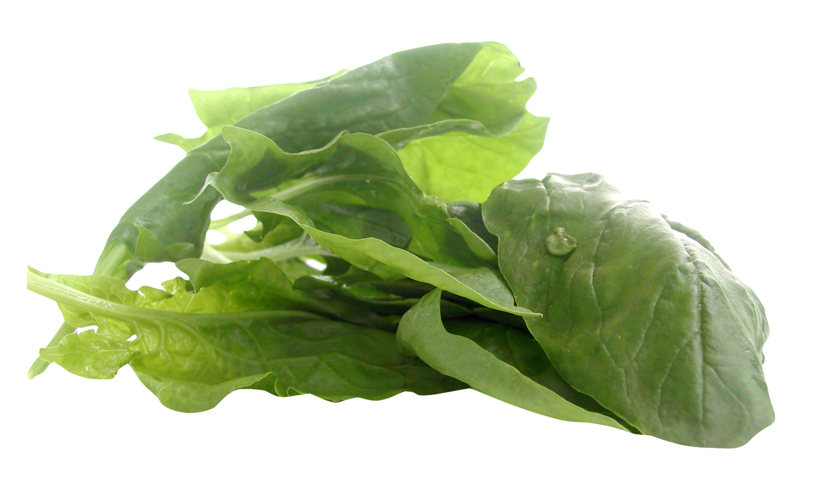 Leaves Green Spinach Transparent PNG Image