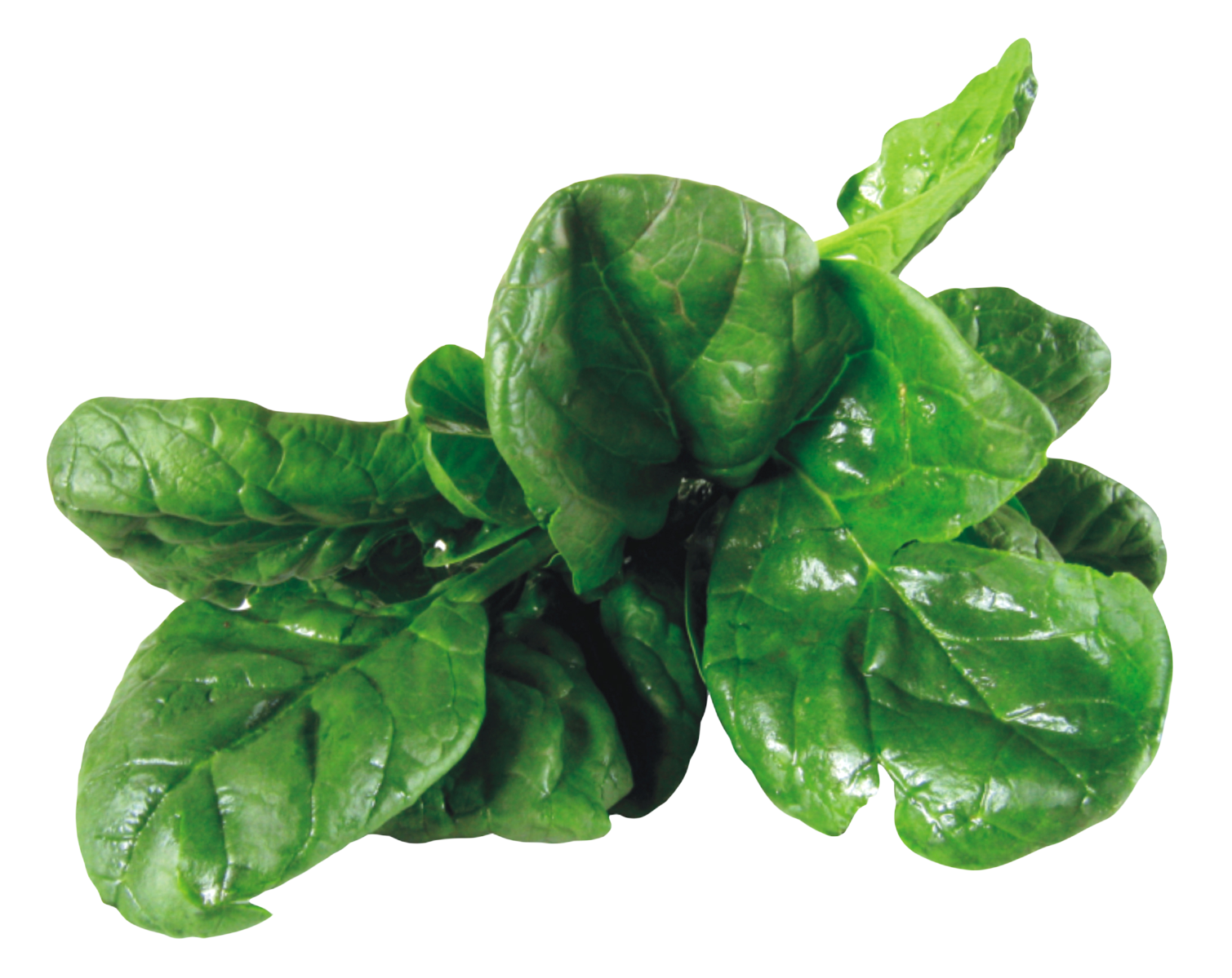 Leaves Green Spinach Transparent PNG Image