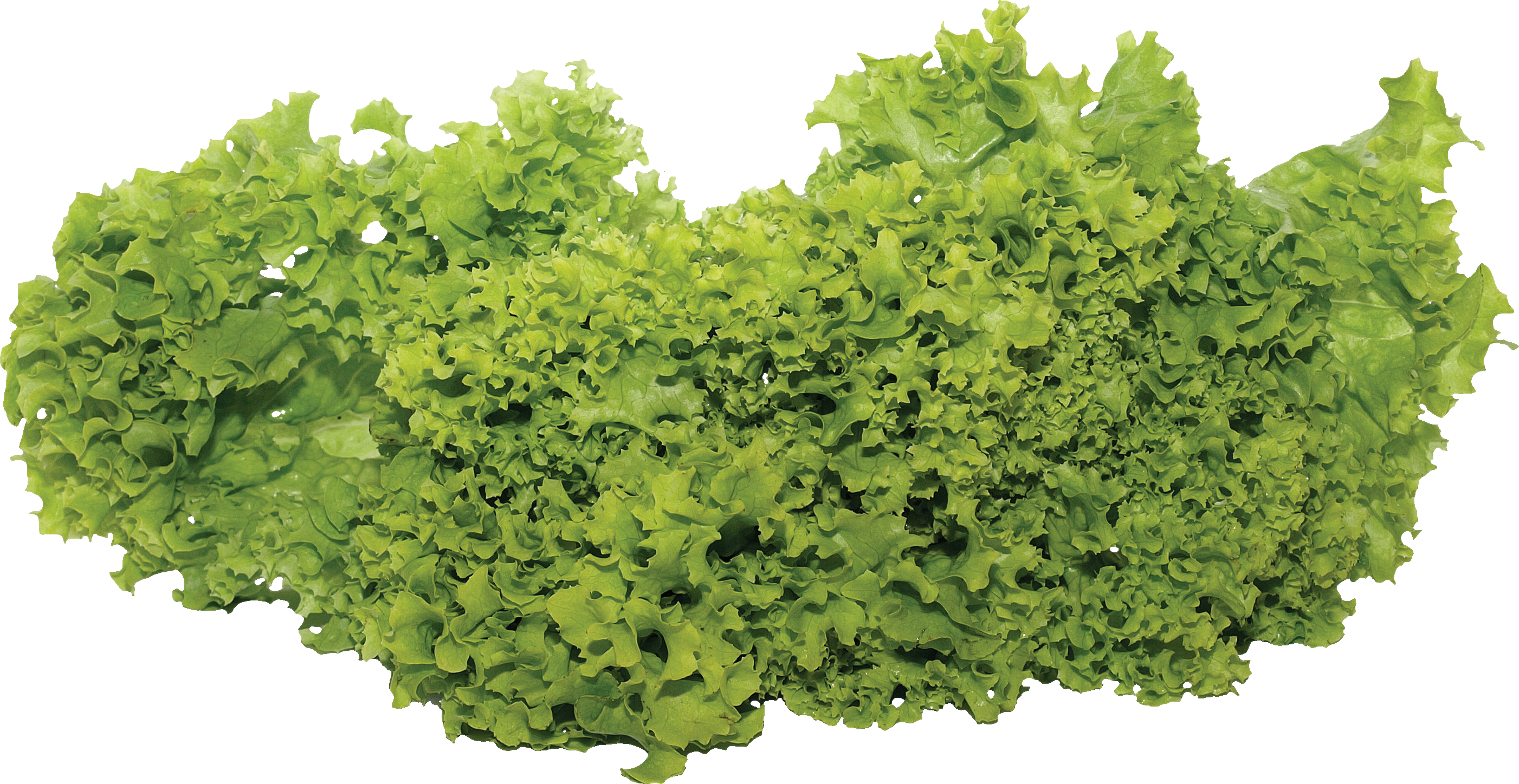 Chinese Spinach Transparent PNG Image