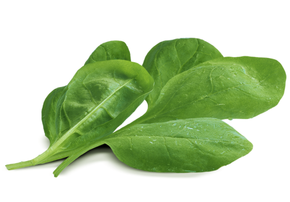 Chinese Spinach Transparent PNG Image