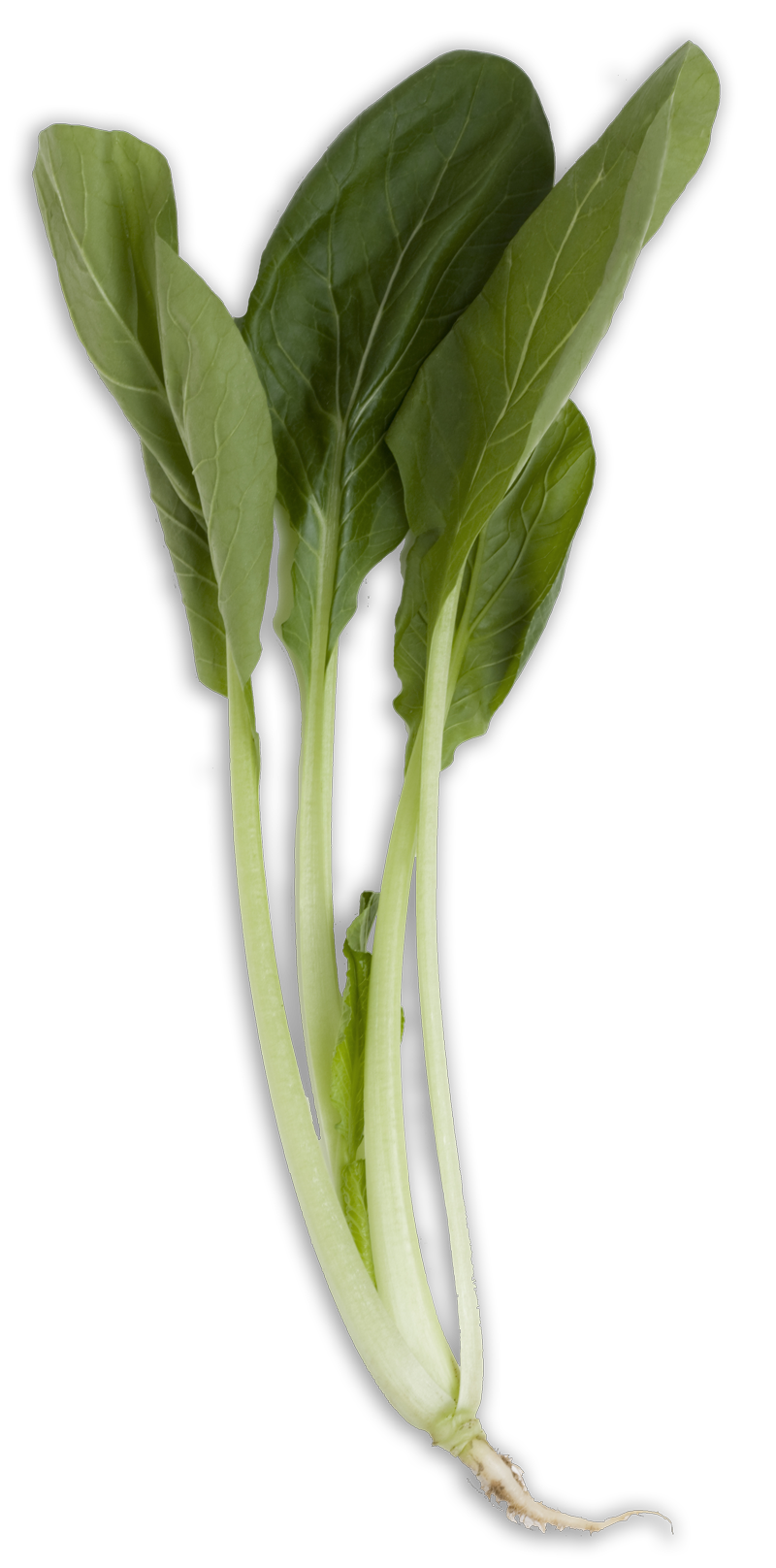 Organic Chinese Spinach Transparent PNG Image