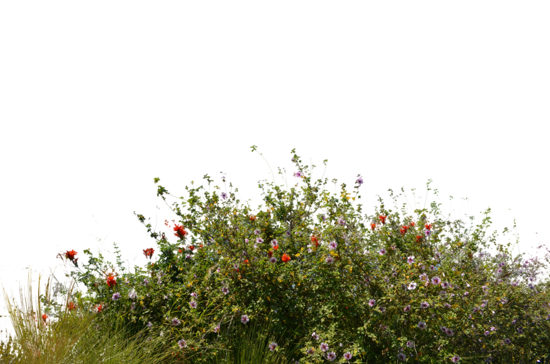 Spring Meadow Transparent PNG Image