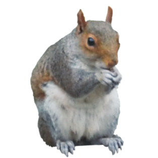 Squirrel Transparent PNG Image