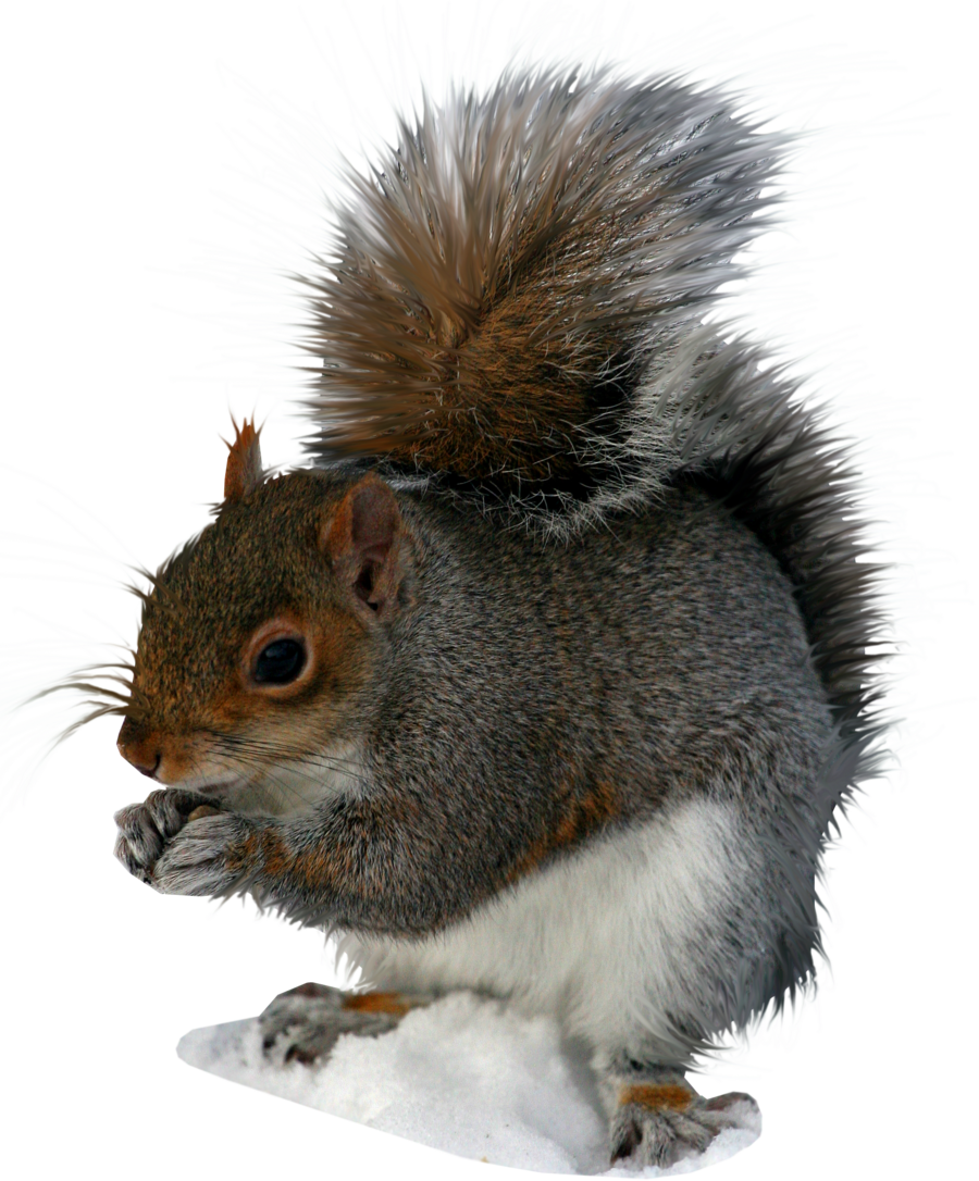 Squirrel Transparent PNG Image