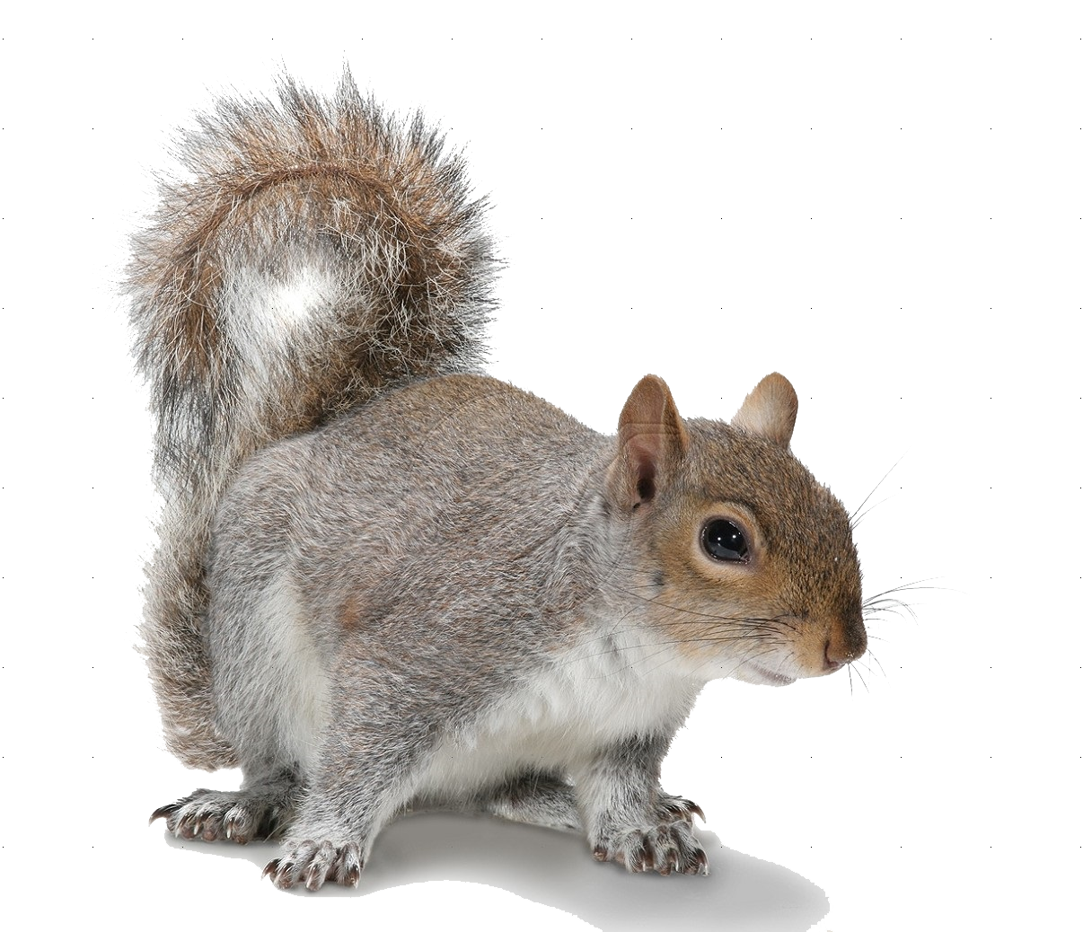 Squirrel Transparent PNG Image
