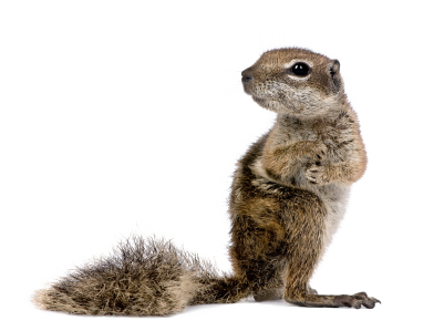 Squirrel Transparent PNG Image