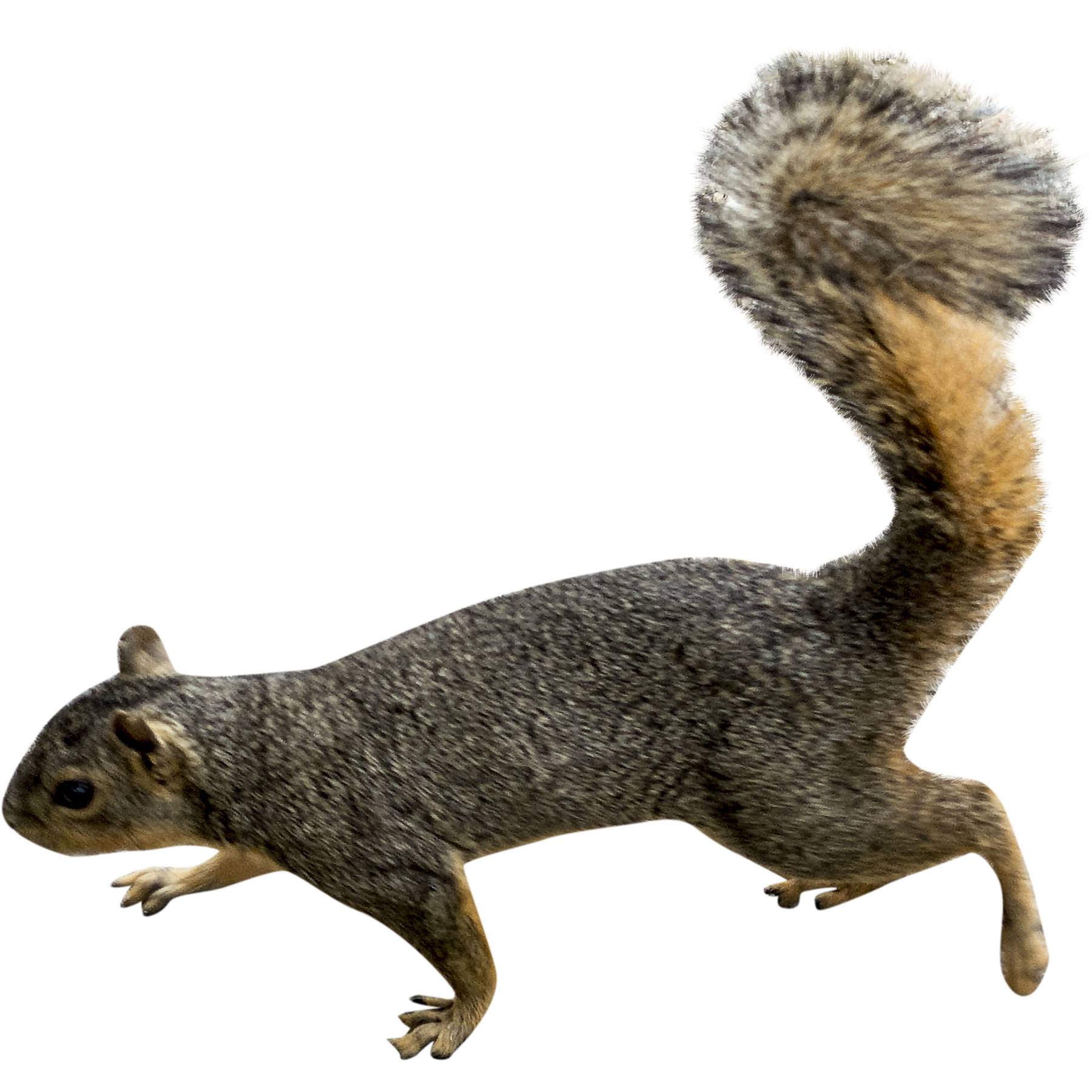 Squirrel Transparent PNG Image