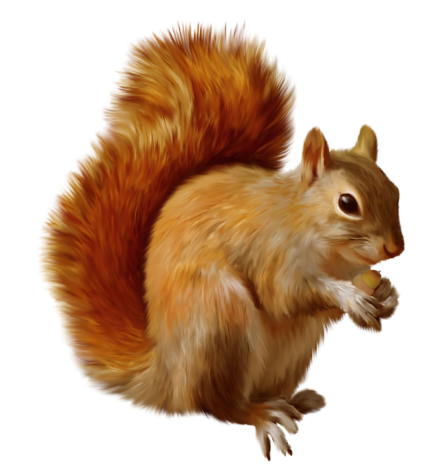 Squirrel Transparent PNG Image