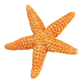 Starfish Transparent PNG Image