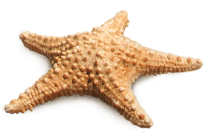 Starfish Transparent PNG Image