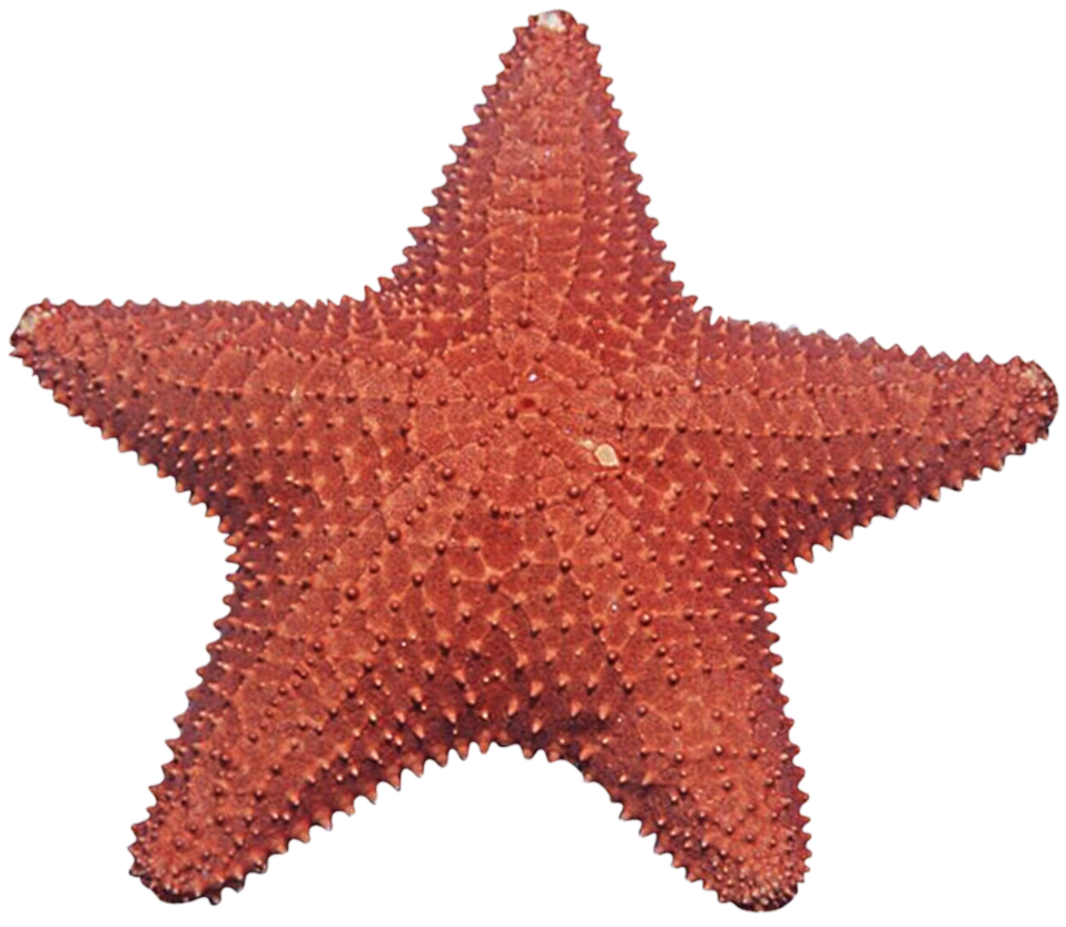 Starfish Transparent PNG Image