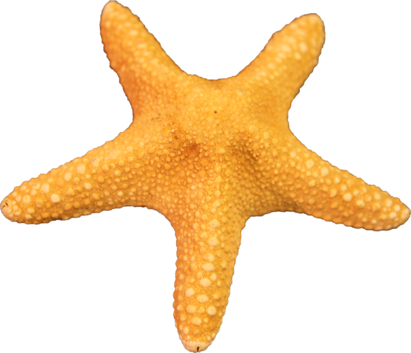 Starfish Transparent PNG Image