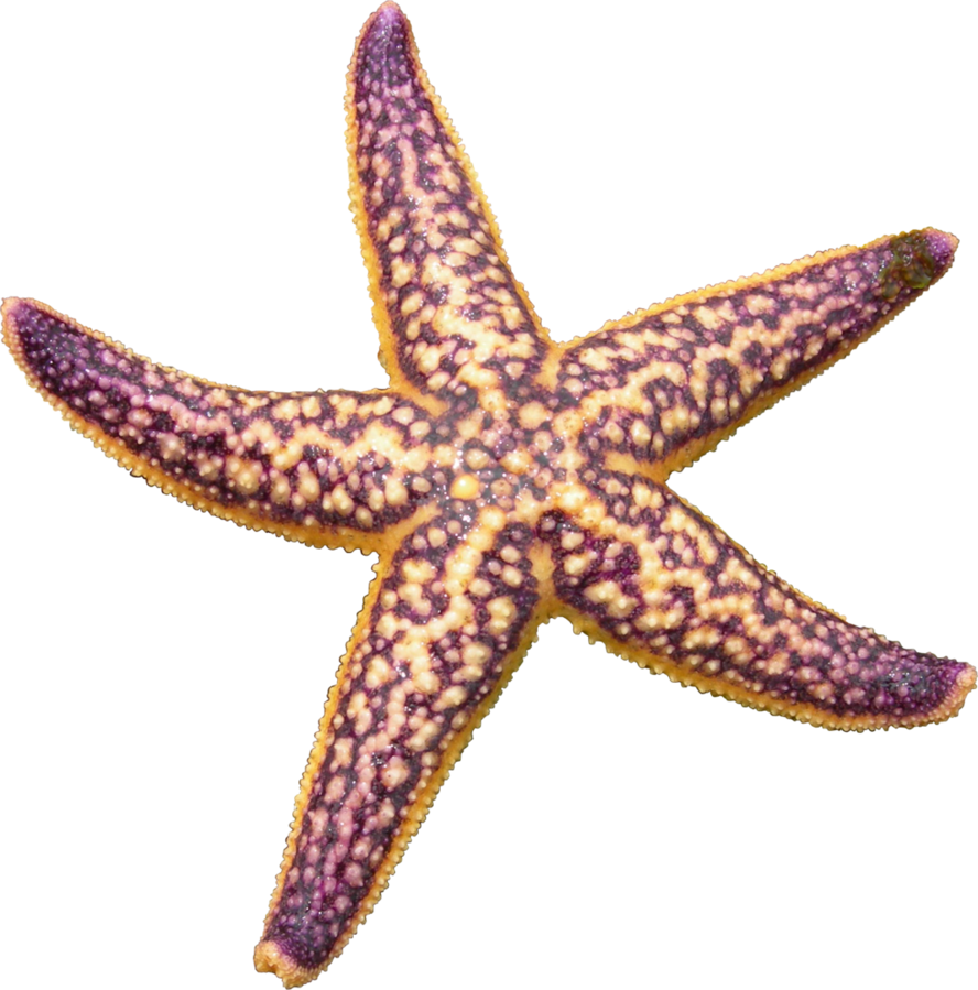 Starfish Transparent PNG Image