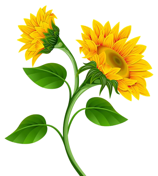 Sunflower Transparent PNG Image