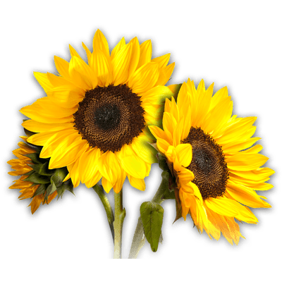 Sunflower Transparent PNG Image