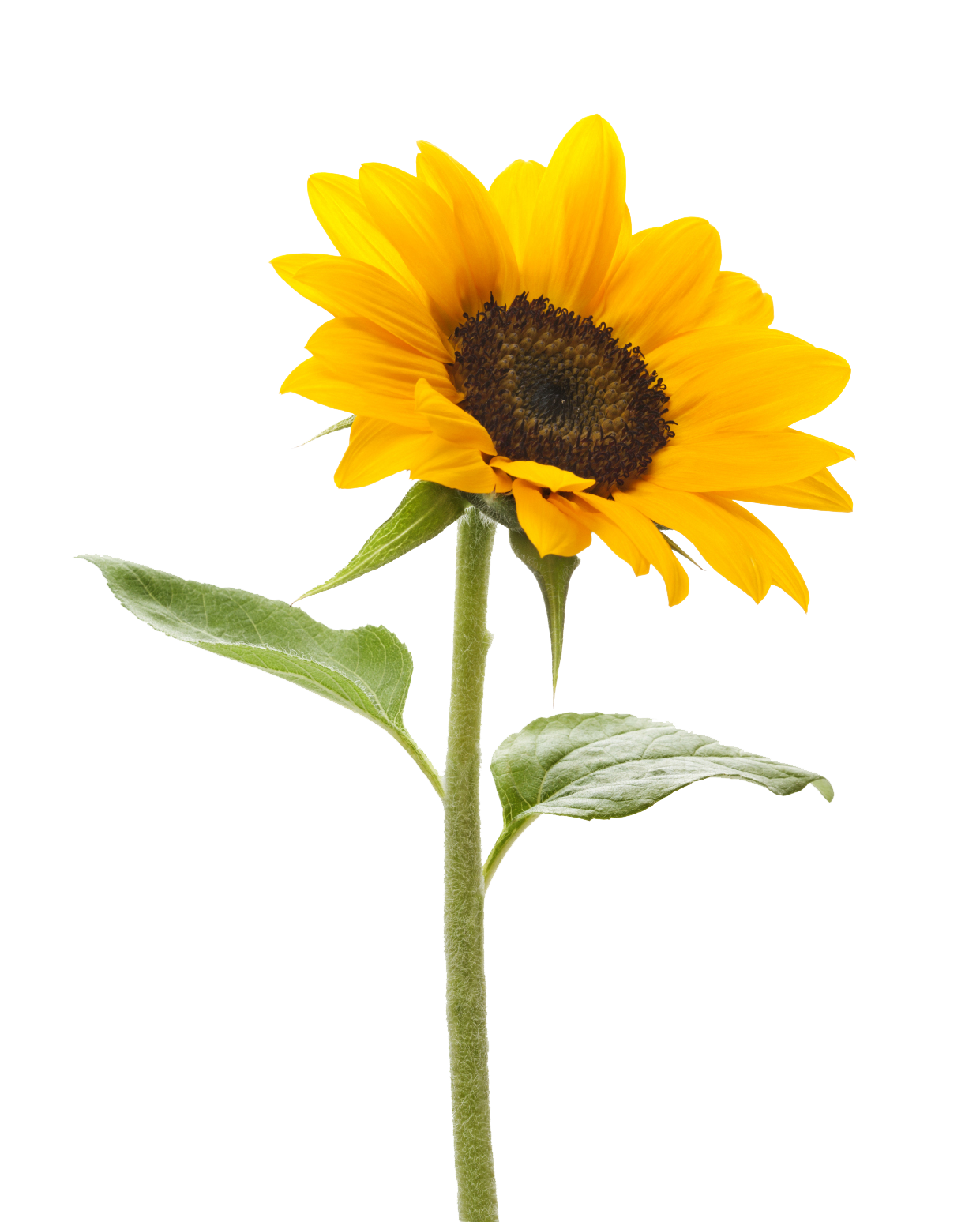 Sunflower Background Transparent PNG Image