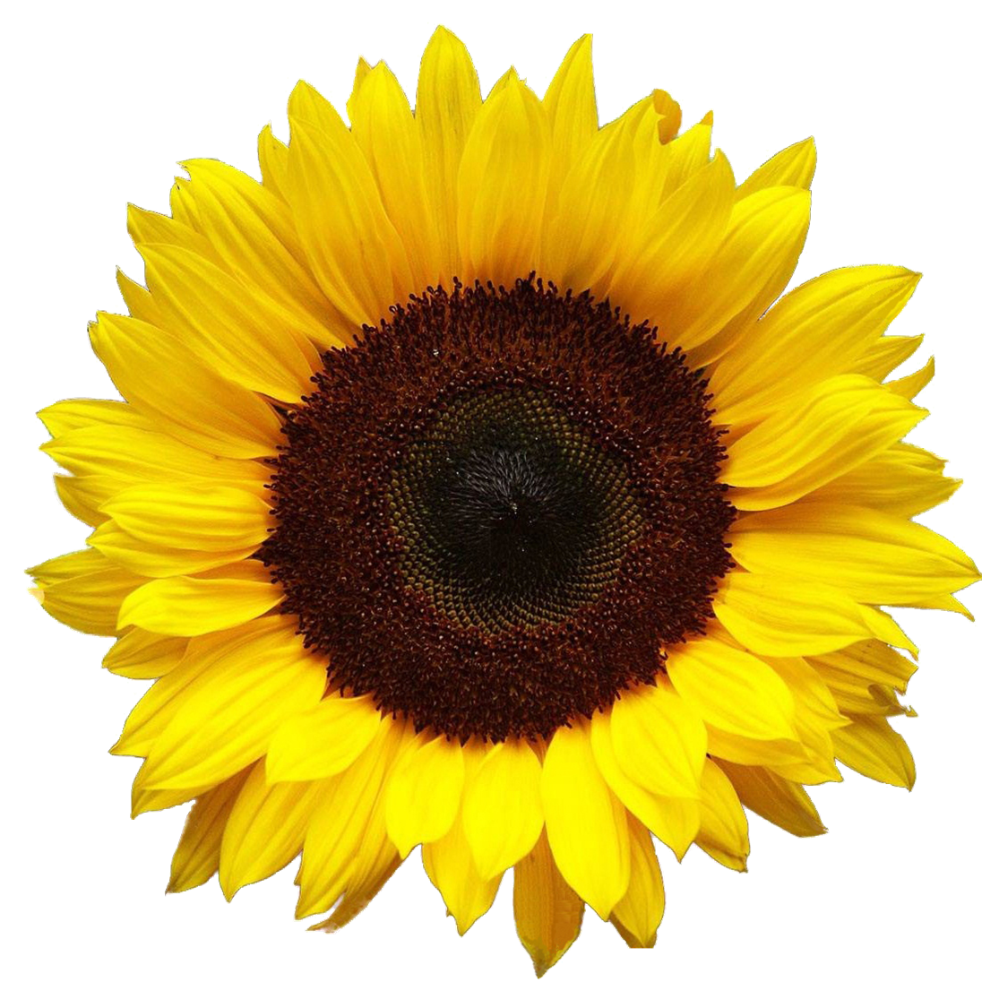 Sunflower Transparent PNG Image