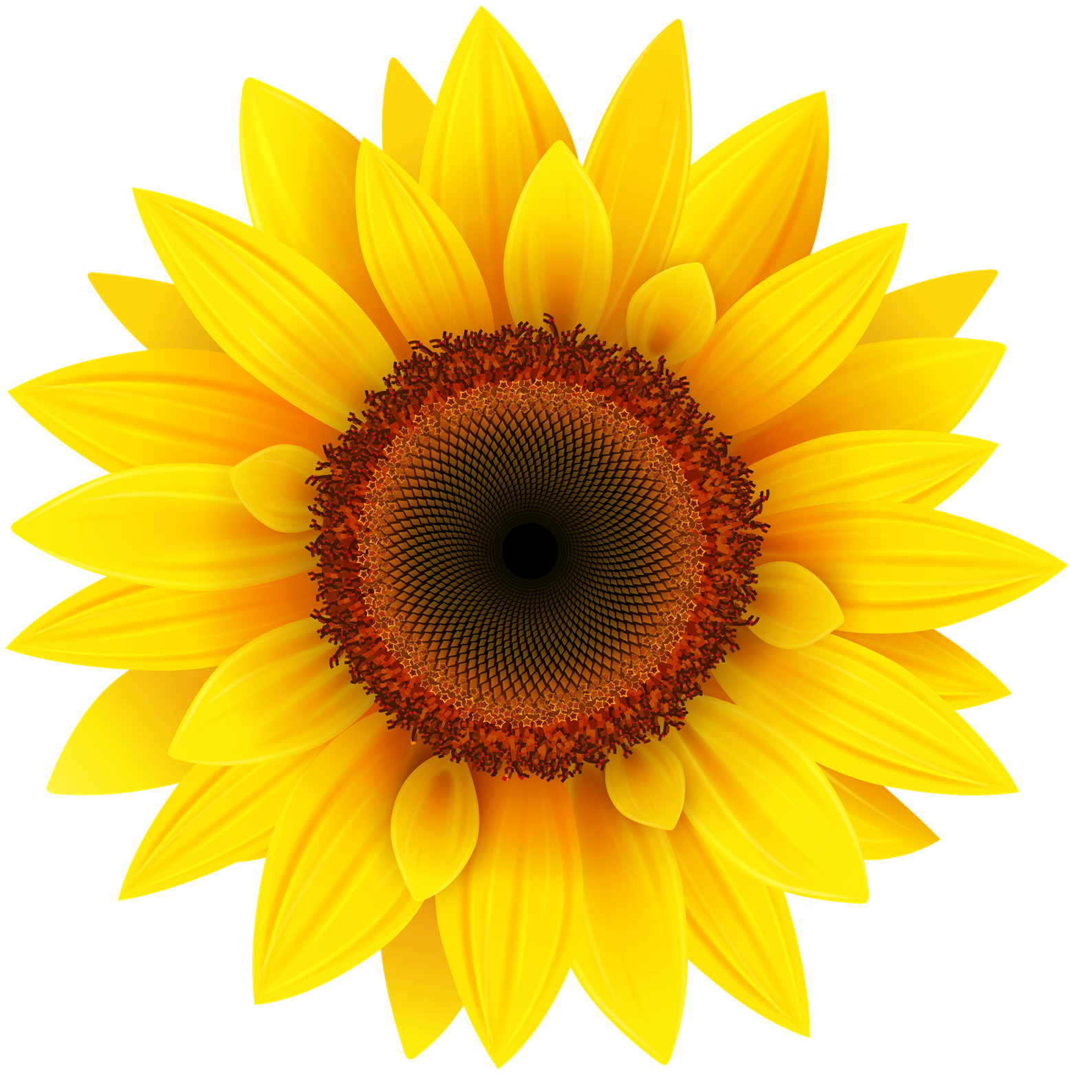Sunflower Transparent PNG Image