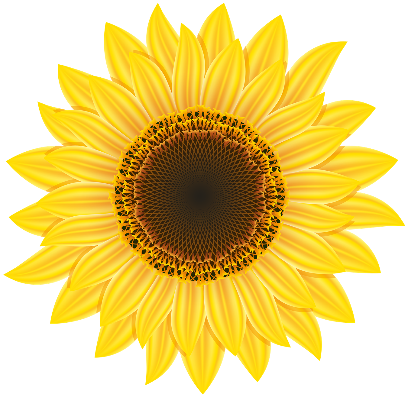 Sunflower Transparent PNG Image