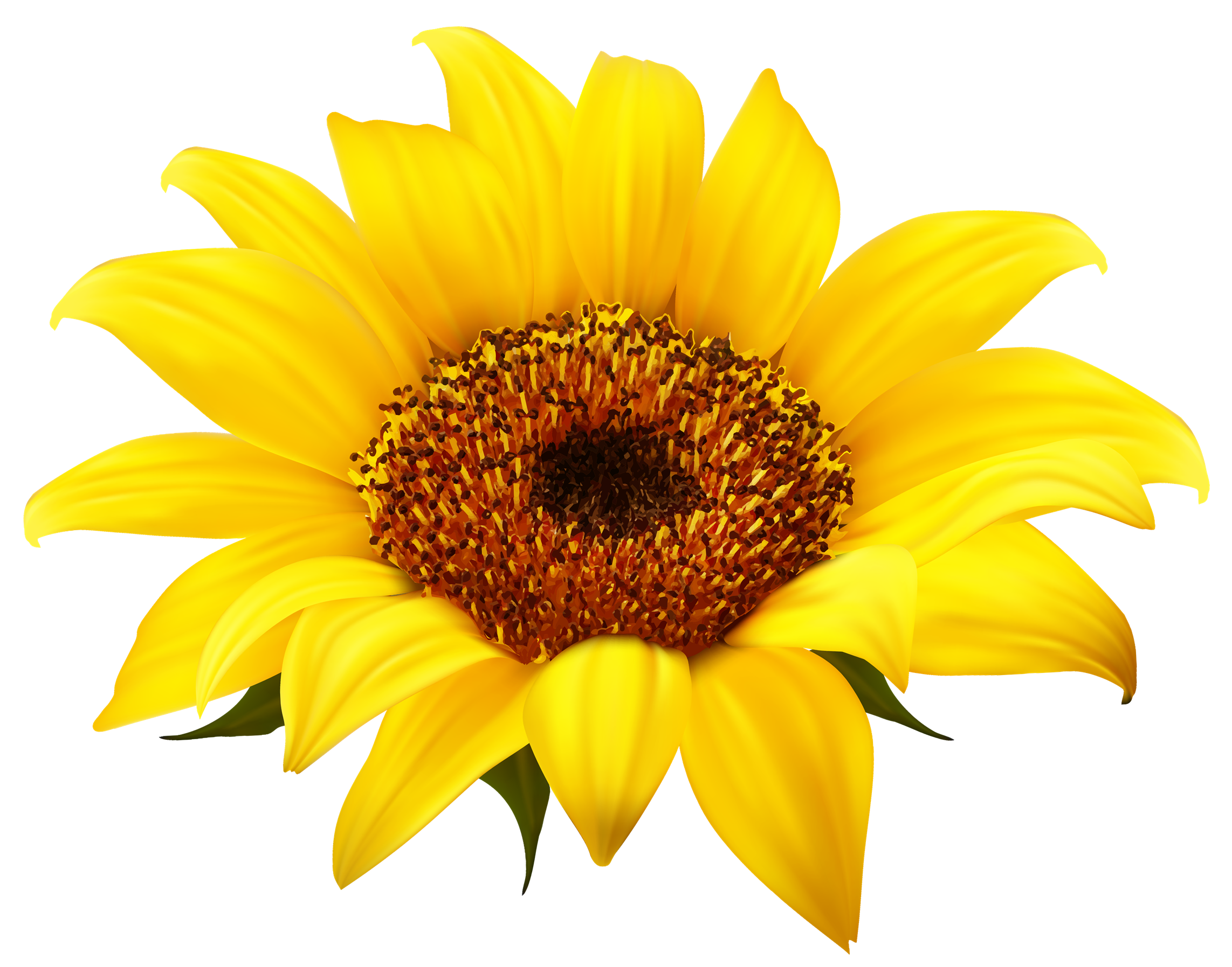 Sunflower Transparent PNG Image