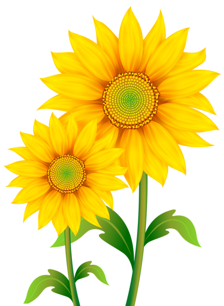 Sunflowers Transparent PNG Image