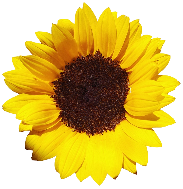 Sunflowers Transparent PNG Image