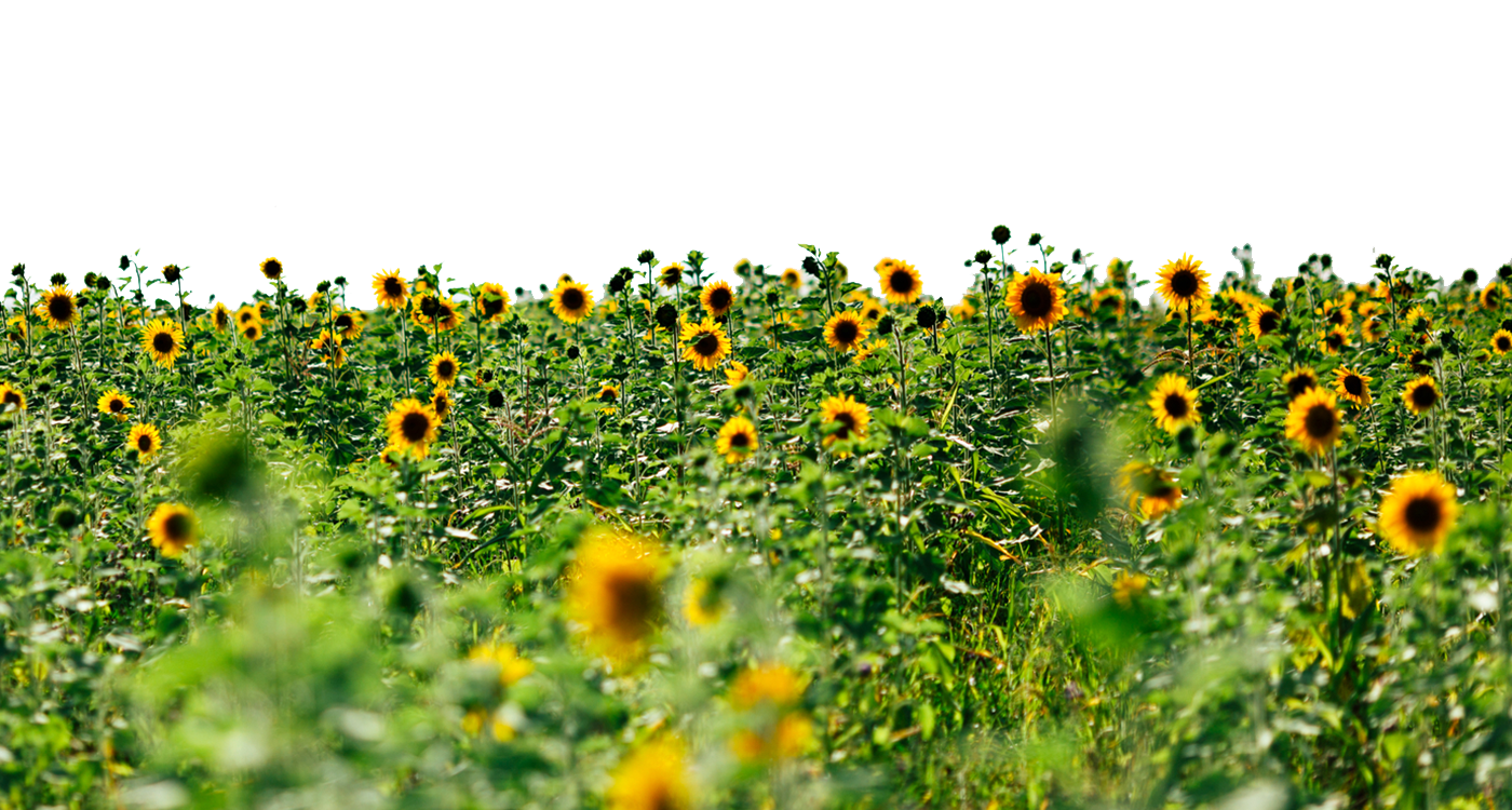 Sunflowers Transparent PNG Image