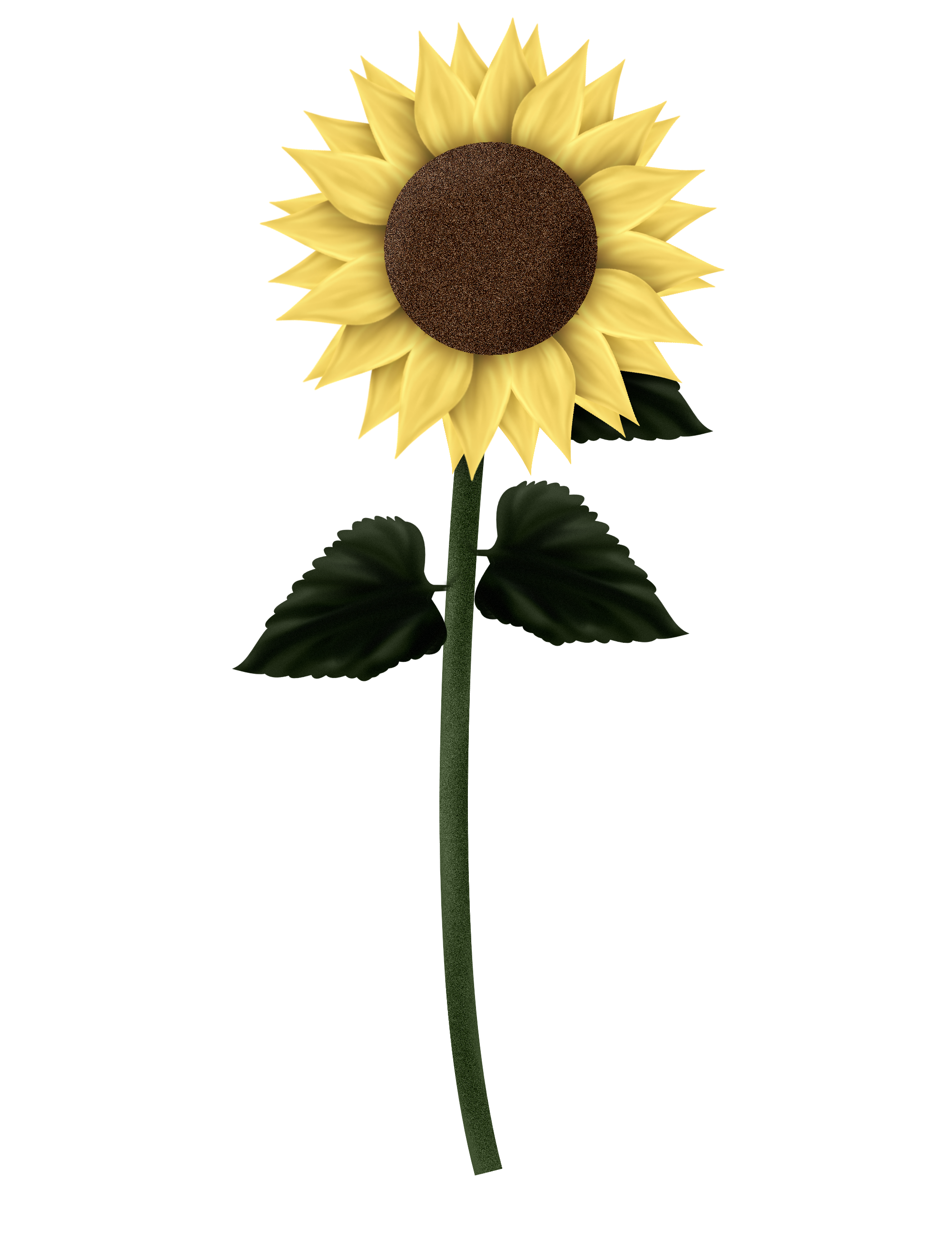 Sunflowers Transparent PNG Image