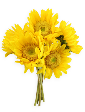 Sunflowers Transparent PNG Image