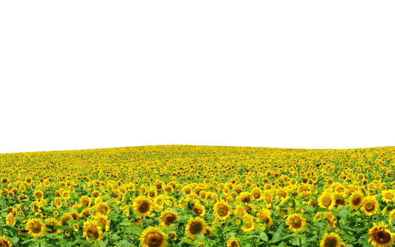 Sunflowers Transparent PNG Image