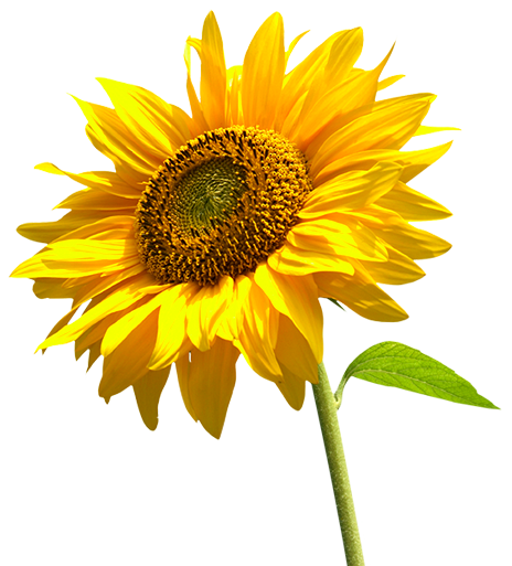 Sunflowers High-Quality Transparent PNG Image