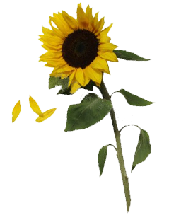Sunflowers Transparent PNG Image