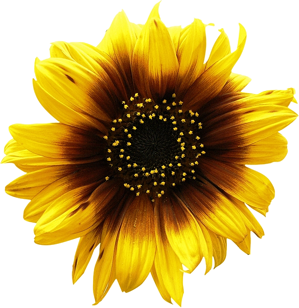 Sunflowers Transparent PNG Image