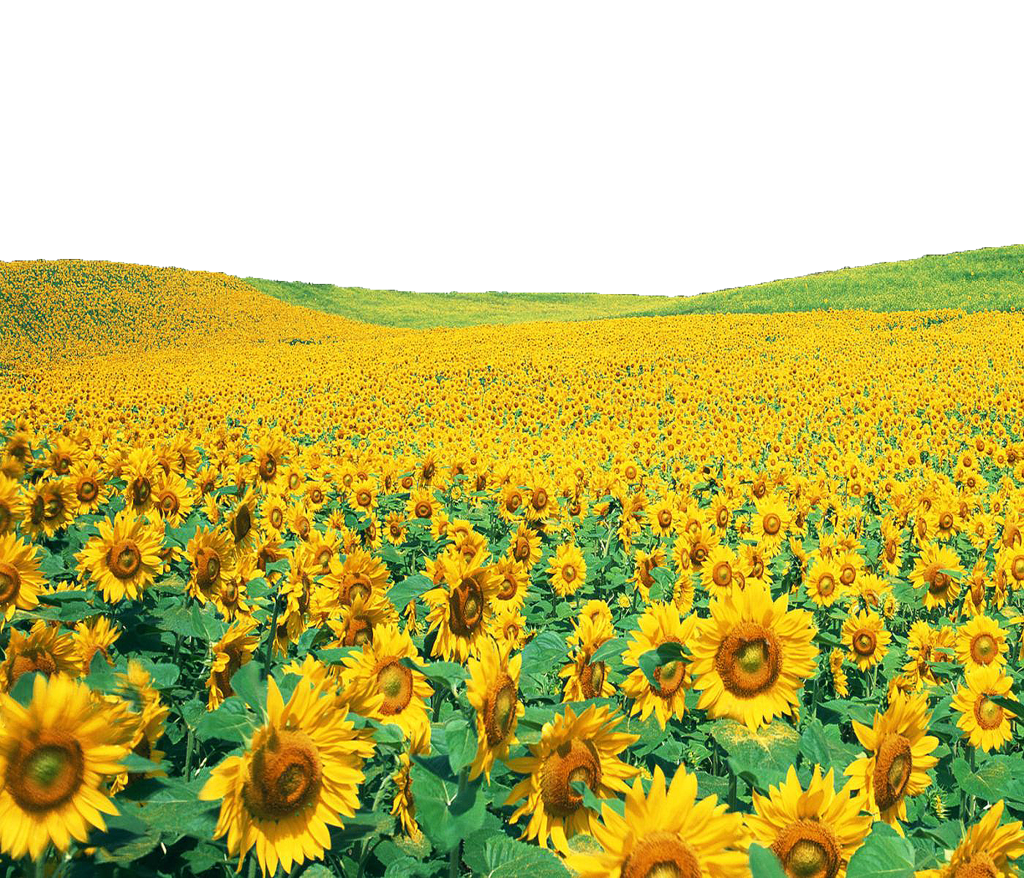 Sunflowers File Transparent PNG Image
