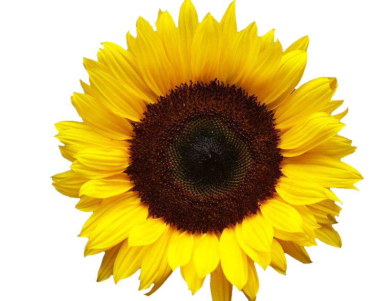 Sunflowers Transparent PNG Image