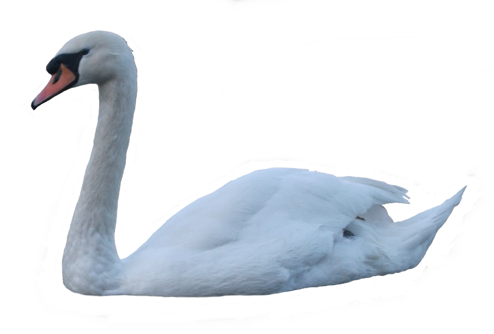 Swan Transparent PNG Image