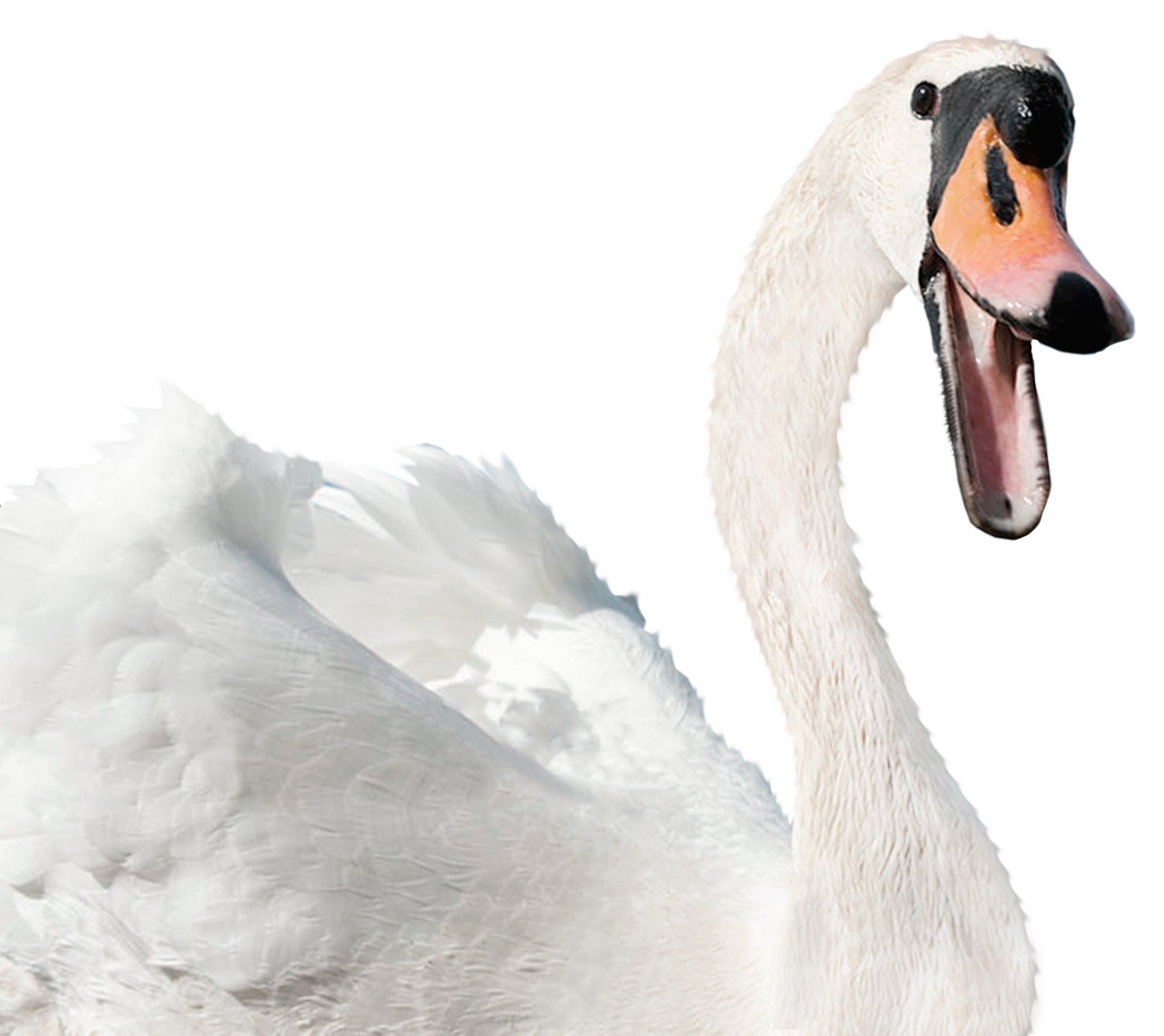 White Swan Transparent PNG Image