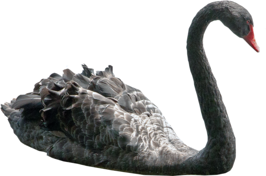Swan Transparent PNG Image